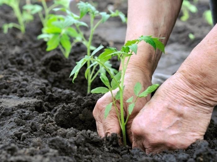 che concimare i pomodori