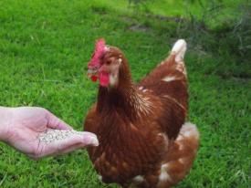 Come nutrire le galline ovaiole: dieta e regime alimentare