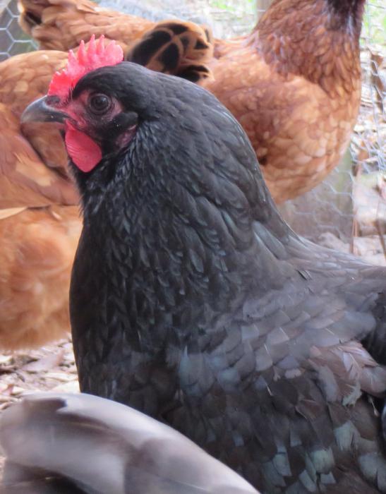 Pollo dominante: specie e caratteristiche