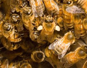 immagini di api grembo