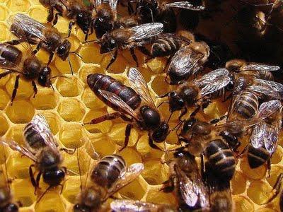 sviluppo dell'ape regina