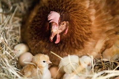 Stiamo valutando quanto la gallina sta covando uova e quali condizioni ha bisogno di creare per questo