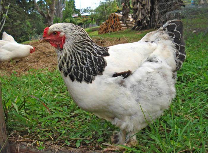 La maggior parte delle razze di galline porta uova: descrizione, caratteristiche