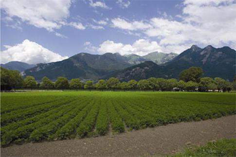 terreno agricolo 