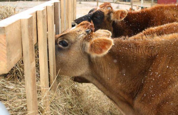 quanto fieno per una mucca per l'inverno 