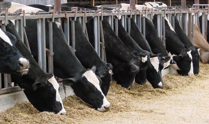 cosa dare da mangiare alla mucca in inverno