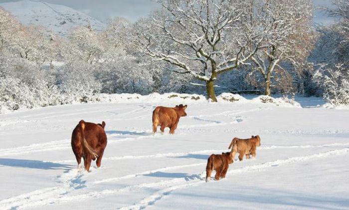 mucche in inverno