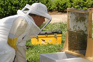come allevare le api