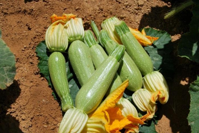 Prenditi cura delle zucchine in piena terra - il raccolto non ti farà aspettare