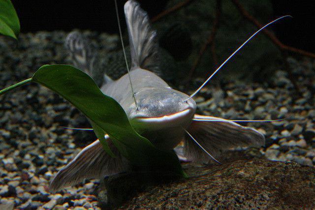 acquario con catfish a catena 