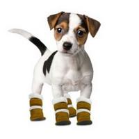 Scarpe per cani - vale la pena comprarle?