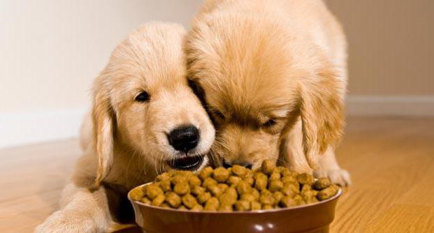 Cosa è utile per il cibo per cani 