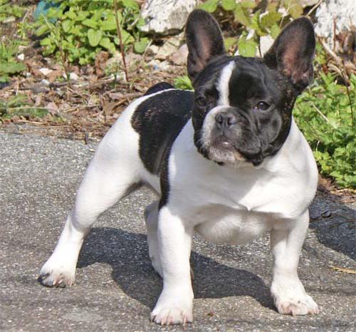 foto bulldog francese