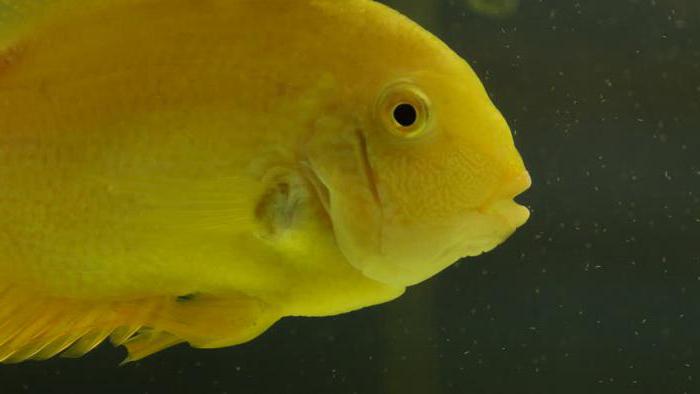 cichlasoma severum