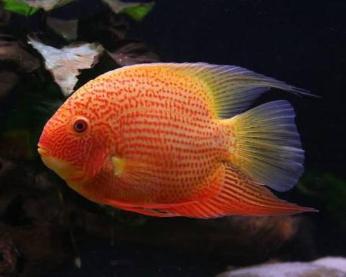 Cichlasoma severum mantenimento e allevamento