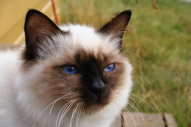 Gatti domestici: razze. Grandi felini domestici: razze