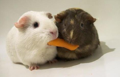 Animali domestici: cosa mangia la cavia?