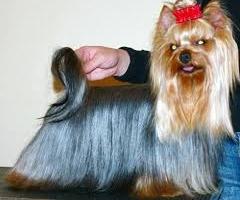 come prendersi cura di yorkshire terrier