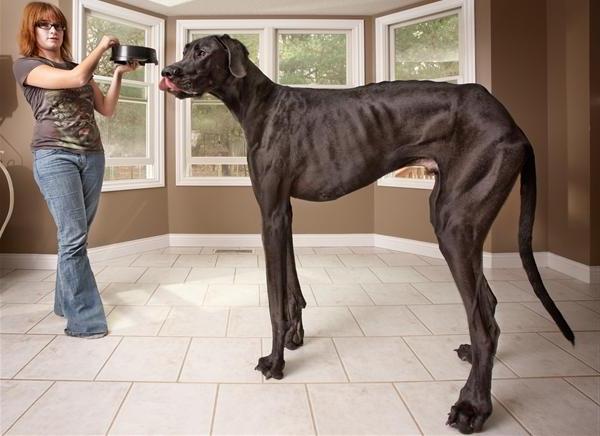 Qual è la più grande razza di cani al mondo?