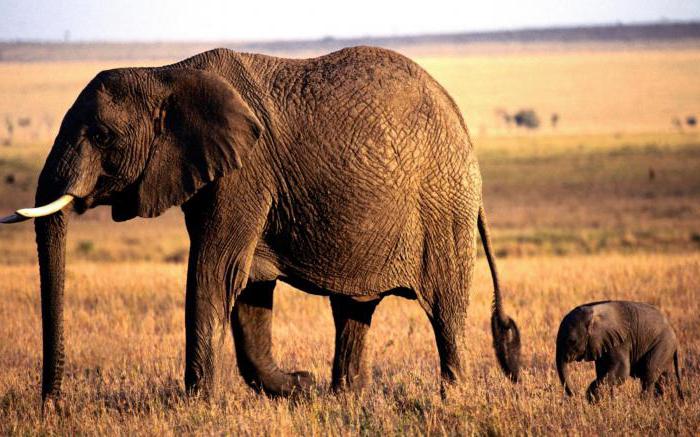 Quale dovrebbe essere una favola su una madre che può essere letta da un bambino?