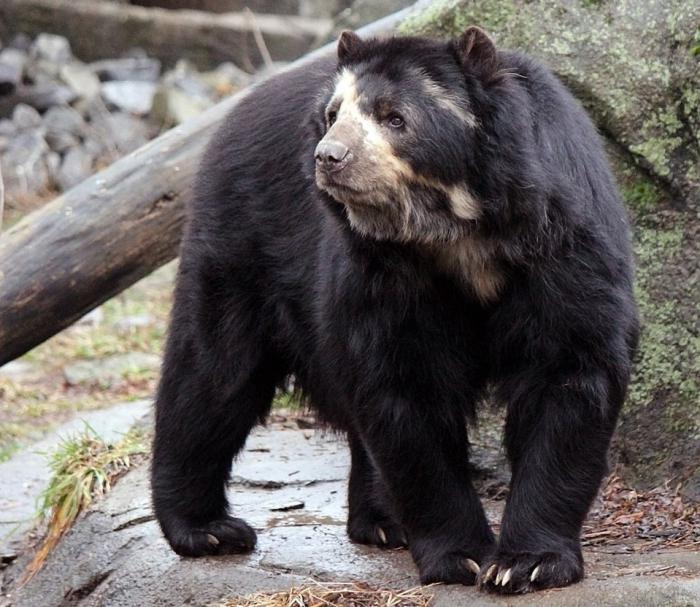 Orso calvo nello zoo