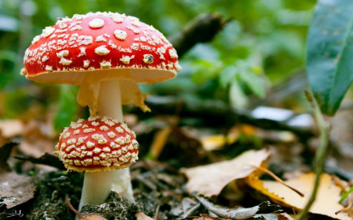 enigmi sui funghi per bambini con risposte per il secondo anno