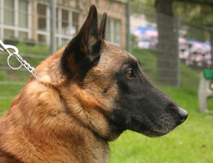 Malinois (Pastore belga): descrizione e caratteristiche della razza, prezzo dei cuccioli, foto e recensioni