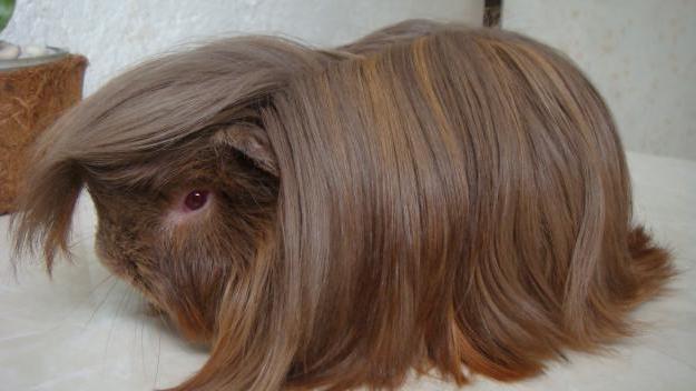 foto dai capelli lunghi della cavia 