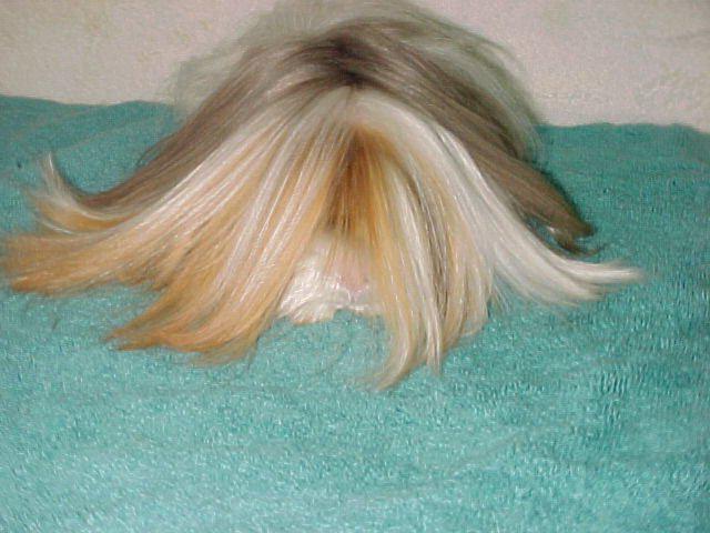 Guinea Pig Longhair: descrizione, caratteristiche di cura