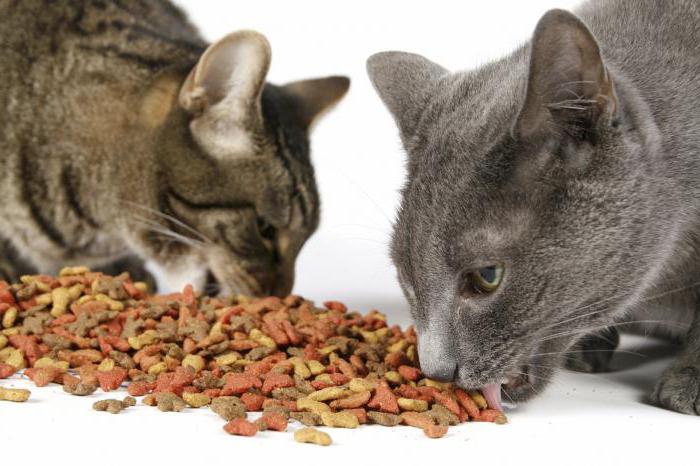 È possibile nutrire costantemente il cibo secco del gatto