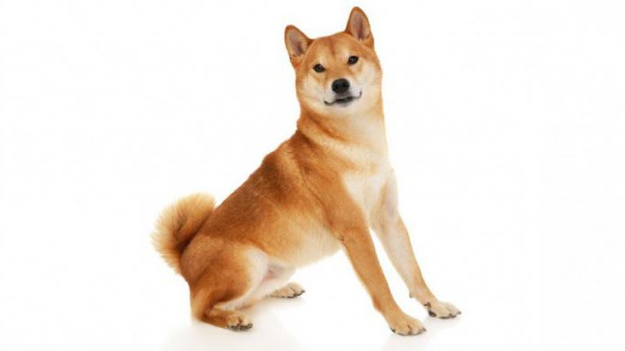 Descrizione della razza shiba-inu e caratteristiche di cura dei cani