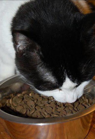Orijen - cibo per gatti di tutte le razze