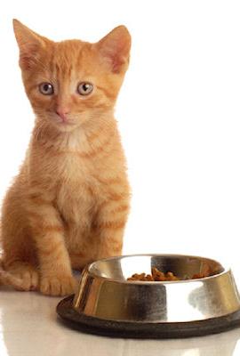 Scegliere il cibo giusto per un gatto è la garanzia della salute di un animale domestico.