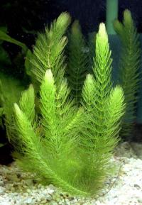 hornwort krasnostebelny