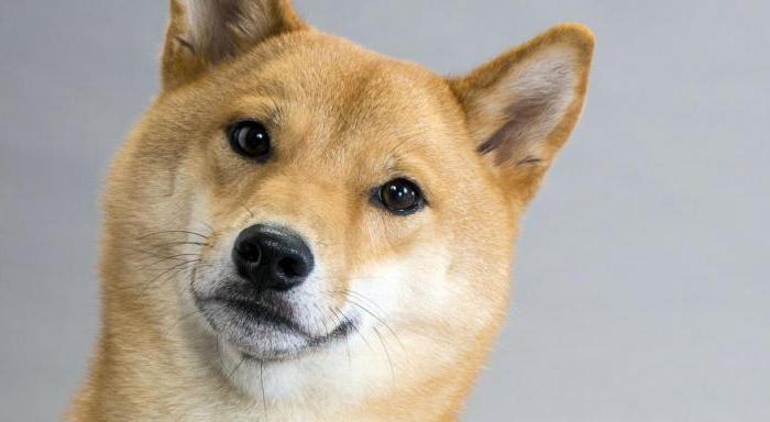 sheba inu