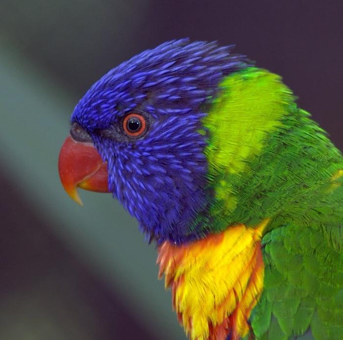 Il tipo di pappagalli - la complessità del carattere e il fascino della comunicazione