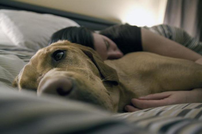 Irritato nei cani: sintomi e trattamento