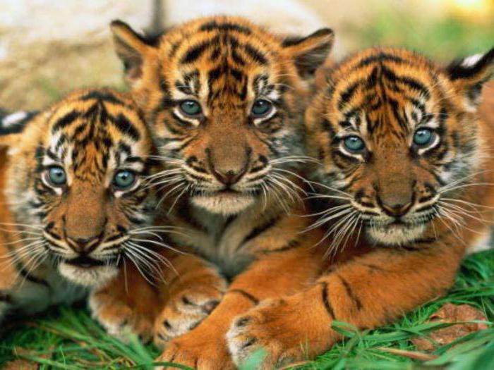 Misteri sulle tigri: studiamo il mondo animale