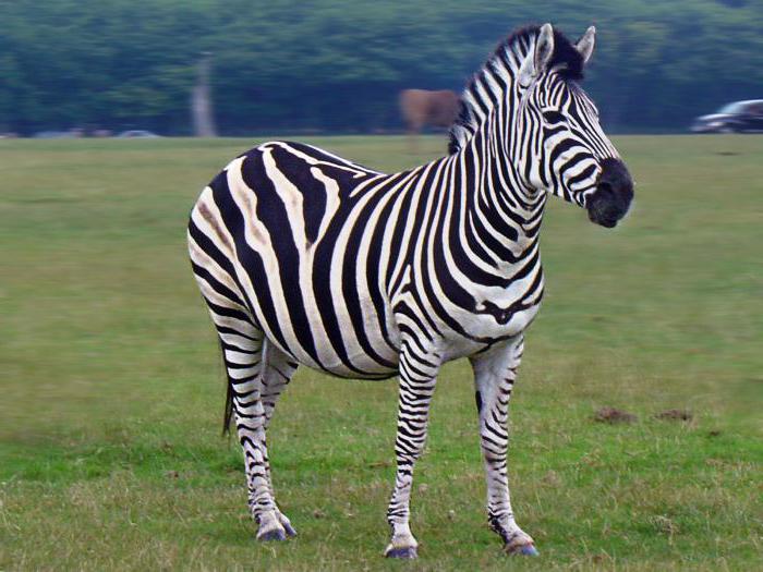 enigmi sulla zebra