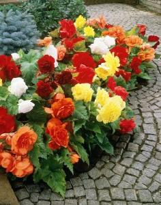 fiori di begonia