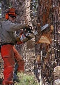 Chainsaw: come scegliere un buon strumento?