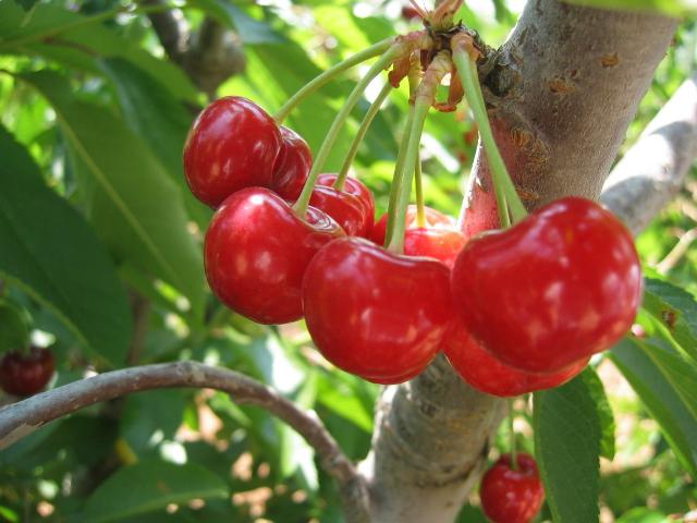 Rosa ciliegia bryansk