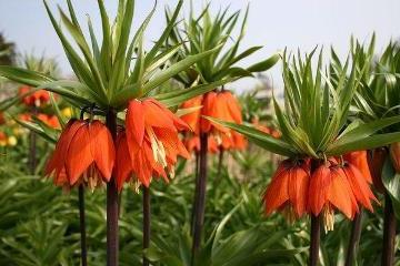 fiori di pernice nocciola