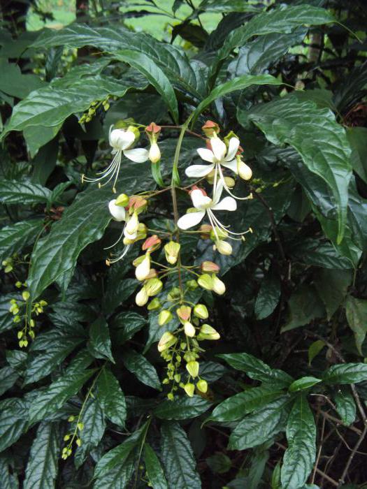 foto di cura della casa di clerodendrum