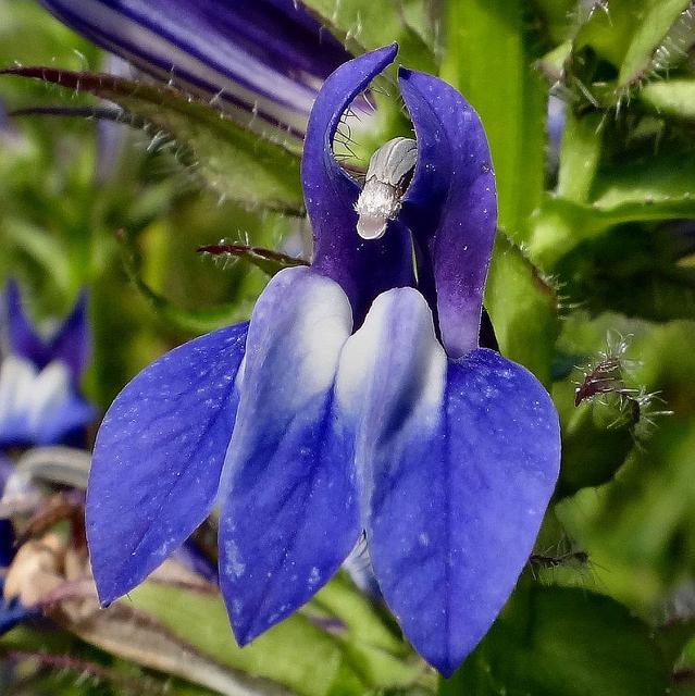 bellissimi fiori