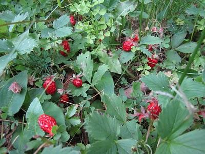 varietà di fragole per la Siberia