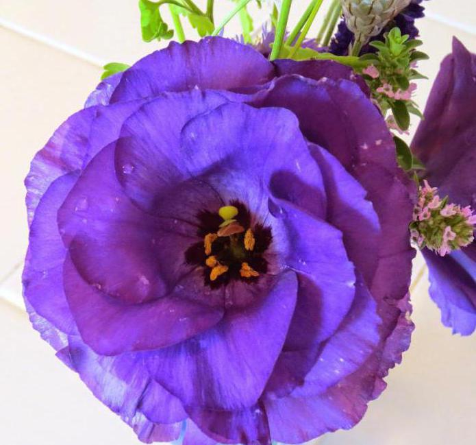 piantare e prendersi cura del fiore dell'eustoma