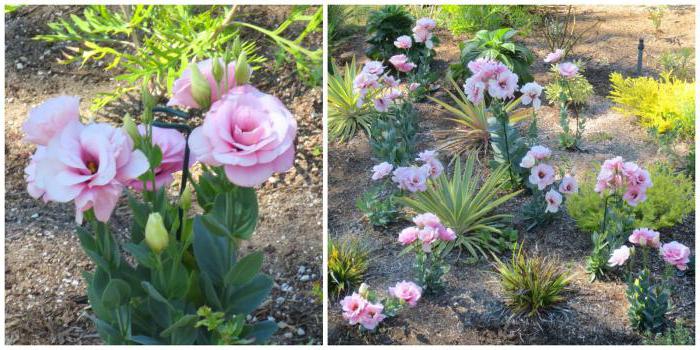 Descrizione di eustoma o lisianthus