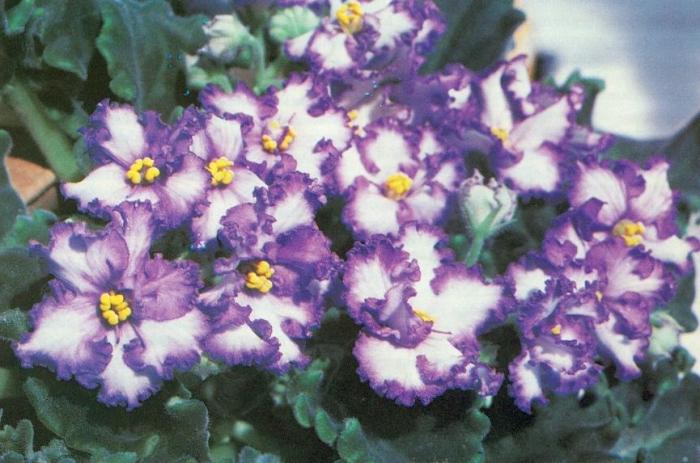 Stanza viola - prenditi cura dei bellissimi fiori