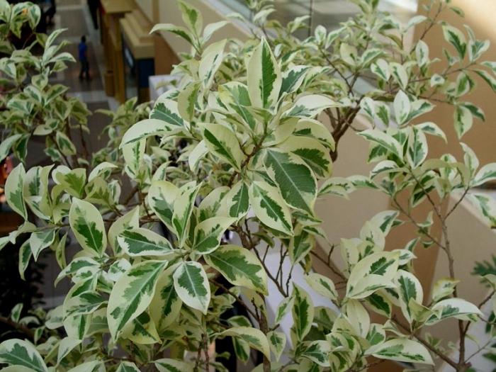 Ficus Benjamin: le foglie ingialliscono e cadono. Eliminazione delle cause delle malattie